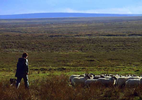 Шотладские овцы